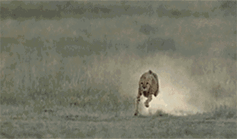 6 GIF - Cheetah Run Chase GIFs