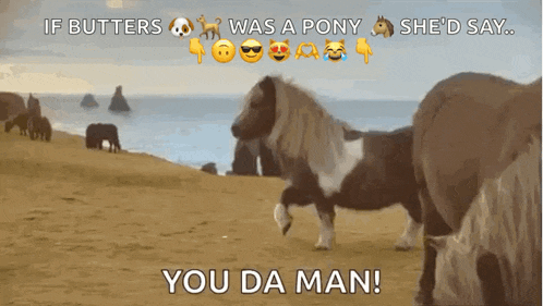 a picture of a pony on the beach with the caption if butters was a pony she 'd say
