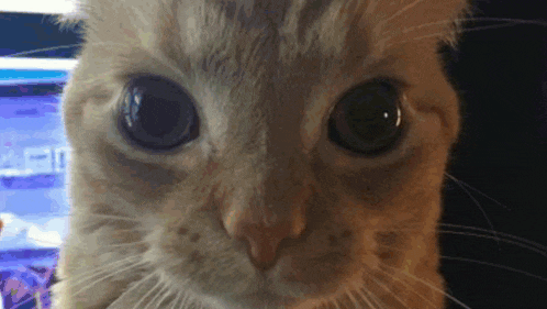 a close up of a cat 's face with a blue background