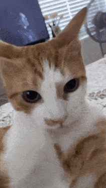 a close up of a cat laying on a bed