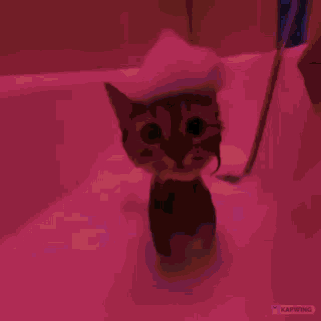 Cat Rave GIF - Cat Rave Two GIFs