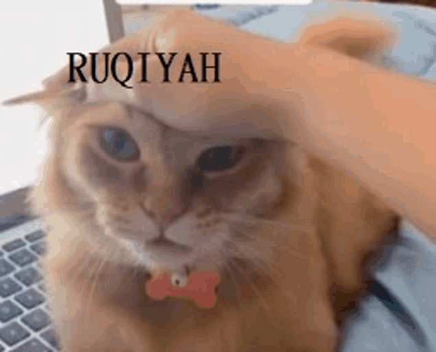 a cat laying on a bed with a person 's hand on its head and the word ruqyah written above it
