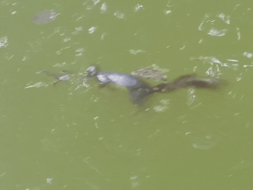 a turtle is swimming in a green pond