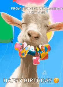 a goat with balloons in its mouth and candy in its mouth .