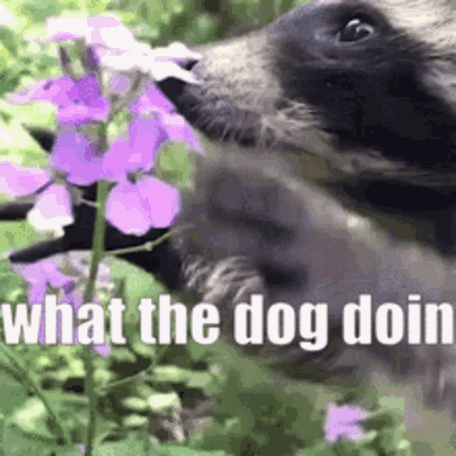 a dog is sniffing a purple flower in a garden .