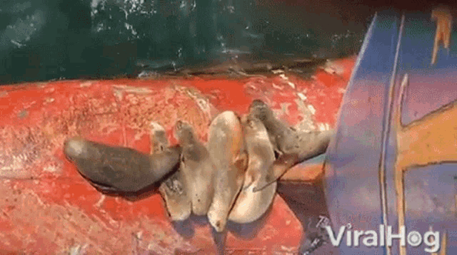 Sea Lion Viralhog GIF - Sea Lion Viralhog Pull GIFs