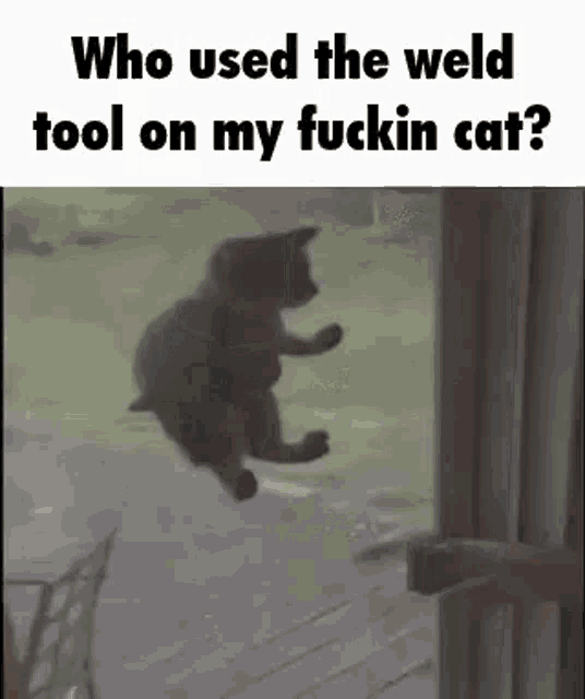 a cat is jumping through a window with the caption who used the weld tool on my fuckin cat .