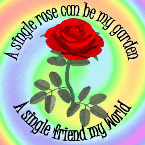 Red Rose Single Rose GIF - Red Rose Single Rose My Garden GIFs
