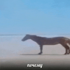 a horse is walking across a sandy beach in the fog .