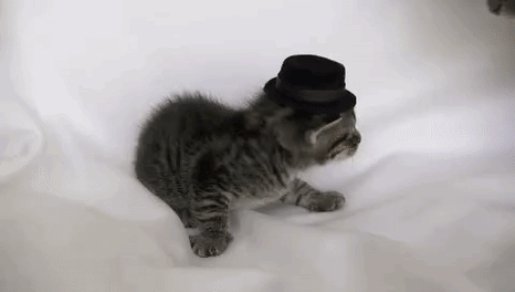 Kitten Hat Kitten Attacked GIF