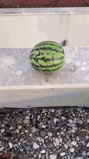 Watermelon Falling GIF - Watermelon Falling Eating GIFs