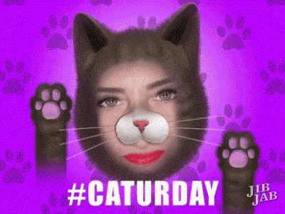 Saturday Cats GIF - Saturday Cats Cute GIFs