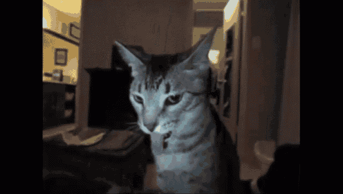 Cat Tongue.. Is Oddly Fascinating GIF - Cats Lol GIFs