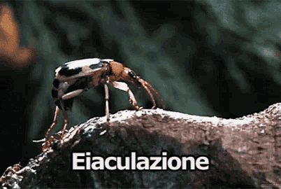 a bug is crawling on a rock with the word eiaculazione written below it