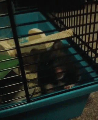 Hamster Hungry GIF - Hamster Hungry Smell GIFs