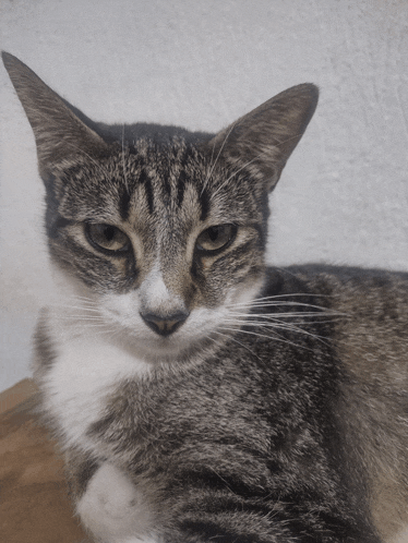 a close up of a cat 's face against a white background