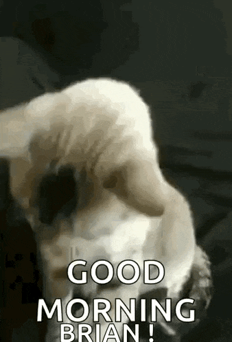 a dog is laying down with its head on a person 's lap and says `` good morning brian '' .