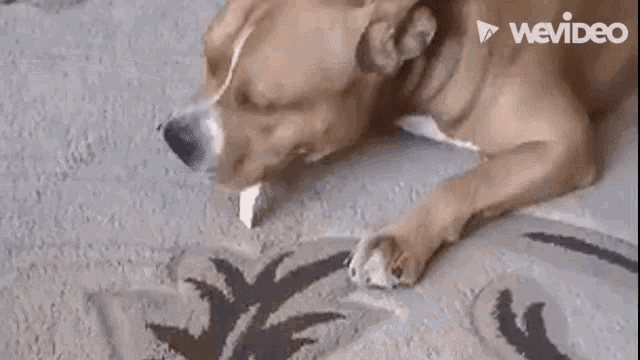 a dog is laying on a rug on the floor with its tongue out .