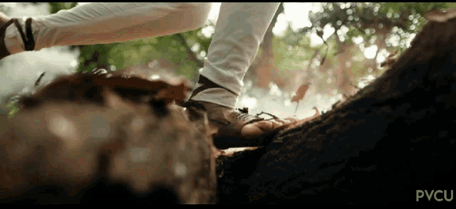 a close up of a person 's foot on a tree trunk with pvcu written in the bottom right corner