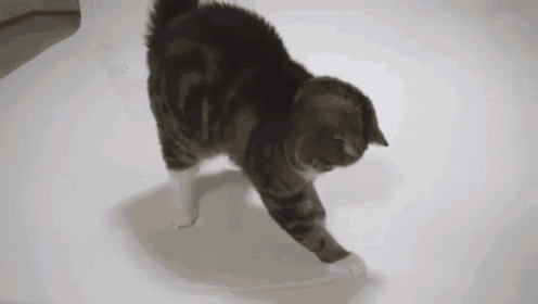 Invisible Jackson Pollack GIF - Cat Maru Jackson GIFs