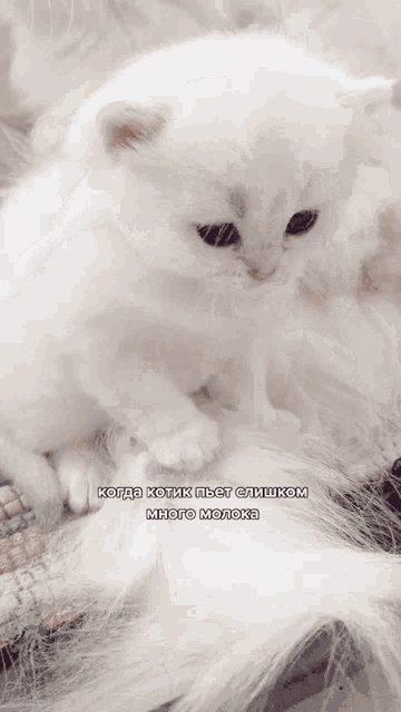 a white kitten is being held in someone 's hand with the caption " когда котик пьеет слишком много молока "