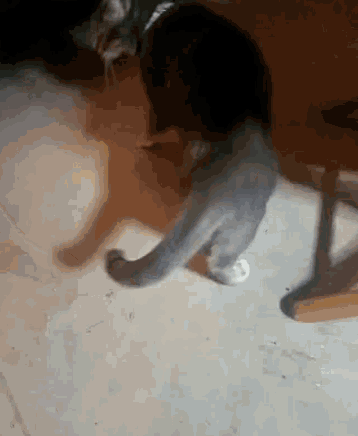 Cat Pet GIF