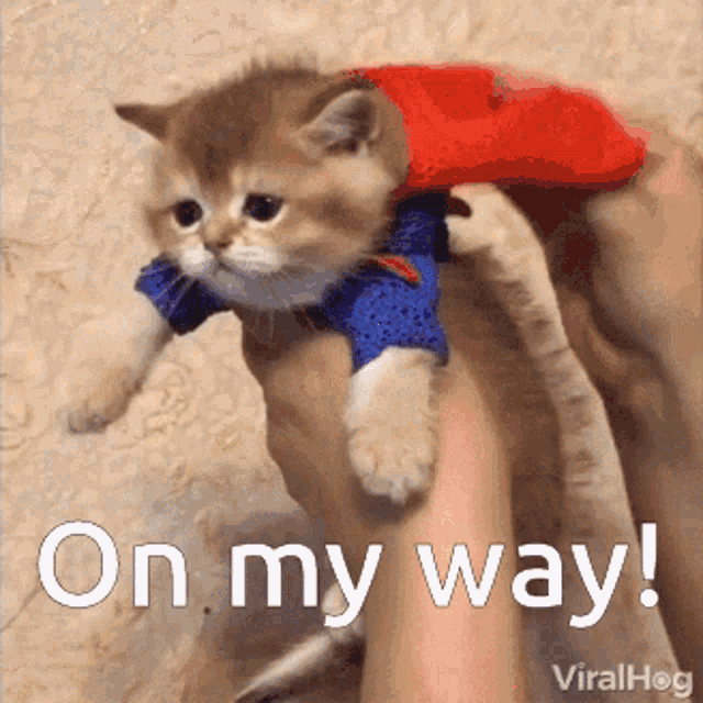 Cat Superman GIF - Cat Superman GIFs