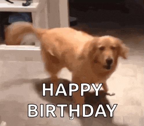 a dog is standing on its hind legs and says happy birthday .