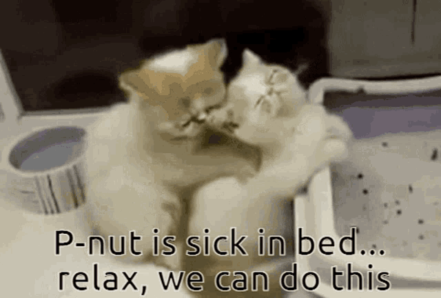 Pnut Division2 GIF - Pnut Division2 Relax Cat GIFs