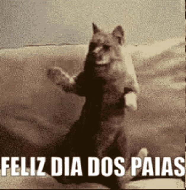 a cat is sitting on its hind legs with the words feliz dia dos paias written below it
