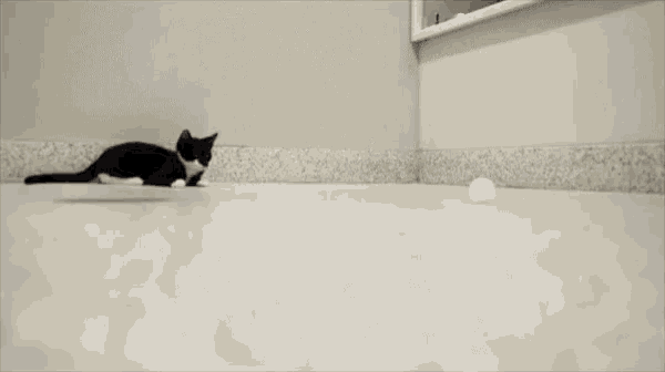 a black and white cat playing with a white ball with the word aspca in the corner