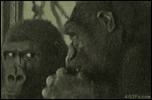a black and white photo of a gorilla looking at another gorilla .