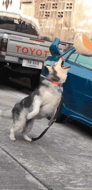 a husky dog is standing on its hind legs in front of a blue toyota truck