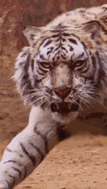 a close up of a tiger with its mouth open and its teeth showing