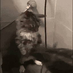 a cat is standing in a shower while a person brushes its fur .