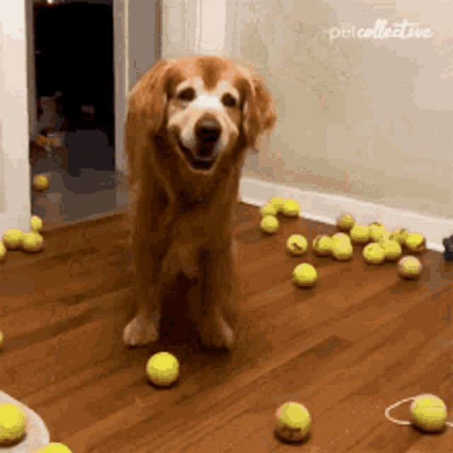 a dog is standing on a wooden floor surrounded by tennis balls .