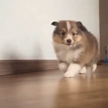 Spitz GIF - Puppy Cute Dog GIFs