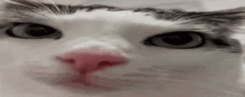 a close up of a white cat 's face with a pink nose looking at the camera .