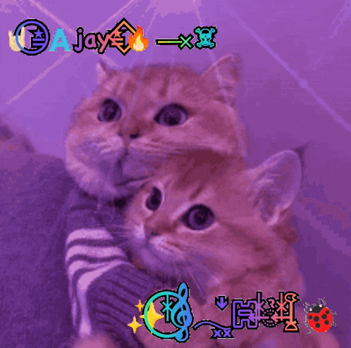 a purple background with two cats and the words a jay