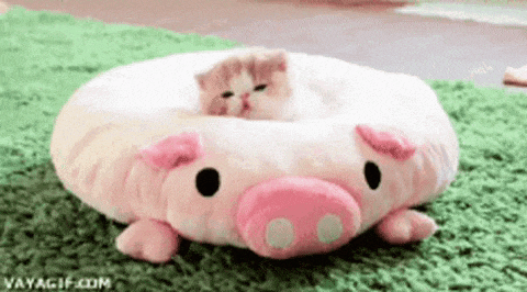 Cute Love GIF