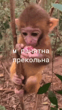 a baby monkey is hanging from a tree branch holding an apple in its mouth ..