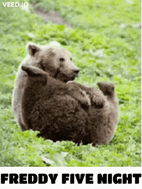 a couple of bears laying in the grass with the words freddy five night above them