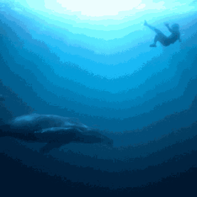 a person is swimming in the ocean with a whale in the background