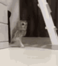an owl is sitting on the floor in a room next to a ladder .
