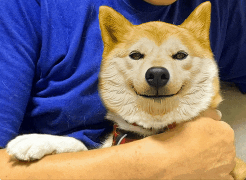 a dog with a blue shirt on is being held by a person