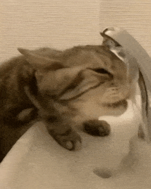 Cat Water GIF - Cat Water Fountain GIFs