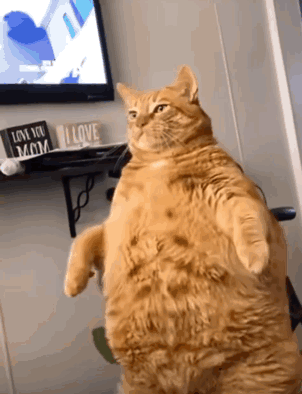 Cat Fat GIF - Cat Fat Fat Cat GIFs