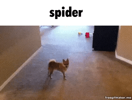 a small dog is walking down a hallway and the word spider is above it