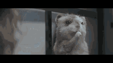a hamster is looking at itself in a mirror while a woman looks on .