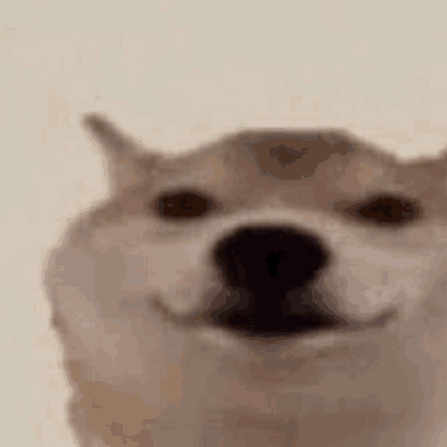 a close up of a dog 's face with a smile on it 's face .